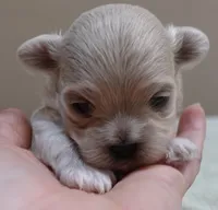Brynn 12 ounces, a female Maltipoo for sale in Colcord, OK – 2 of 10