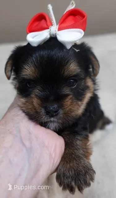 Moose – Yorkshire Terrier puppy for sale in Colcord, OK
