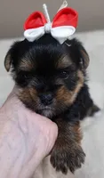 Moose, a male Yorkshire Terrier for sale in Colcord, OK – 1 of 10