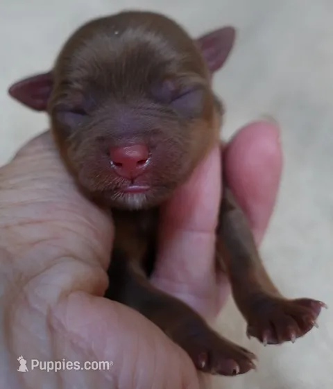 Samson – Yorkshire Terrier puppy for sale in Colcord, OK