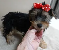 Ziggy door potty trained, a male Yorkshire Terrier for sale in Colcord, OK – 2 of 10