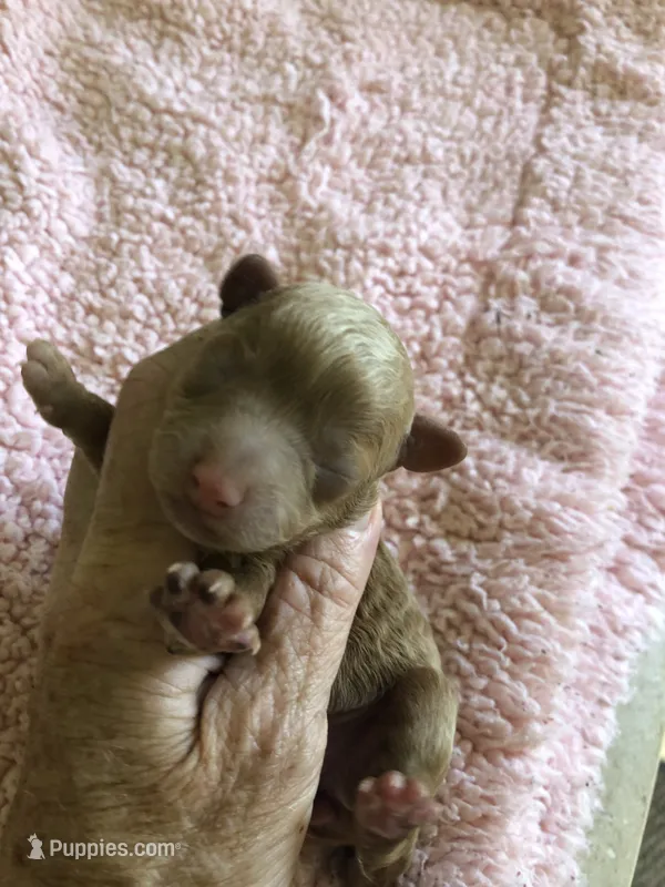 Zara – Poodle - Toy  puppy for sale in Colcord, OK