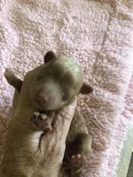 Zara, a female Poodle - Toy  for sale in Colcord, OK – 1 of 10