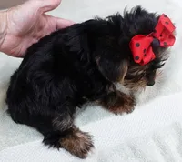Moose, a male Yorkshire Terrier for sale in Colcord, OK – 7 of 10