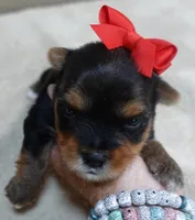 Peyton, a male Yorkshire Terrier for sale in Colcord, OK – 5 of 10