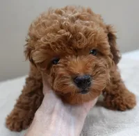 Deep Red, a male Poodle - Toy  for sale in Colcord, OK – 4 of 10