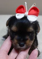 Moose, a male Yorkshire Terrier for sale in Colcord, OK – 5 of 10