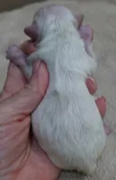 Evee, a female Maltese for sale in Colcord, OK – 8 of 9