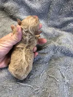 Loki, a male Poodle - Toy  for sale in Colcord, OK – 9 of 10