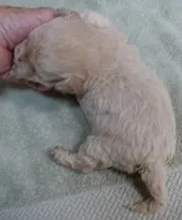 Biscuit, a male Maltipoo for sale in Colcord, OK – 9 of 10
