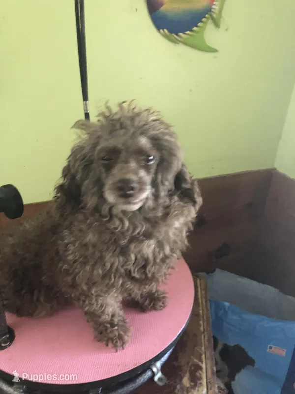 Abby Skye toy – Poodle - Toy  puppy for sale in Colcord, OK