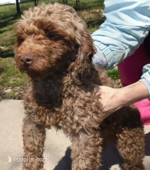Abby Skye – Poodle - Toy  puppy for sale in Colcord, OK
