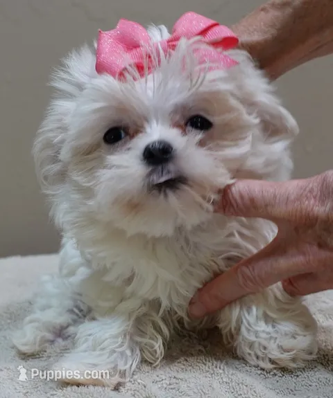 Indi Last one – Maltese puppy for sale in Colcord, OK