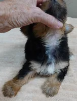 Ziggy 2 lbs 1 ounce, a male Yorkshire Terrier for sale in Colcord, OK – 4 of 10