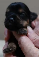 Koda 6 7/8 ounces, a male Yorkshire Terrier for sale in Colcord, OK – 1 of 6