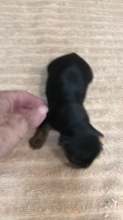 Bubbles, a female Yorkshire Terrier for sale in Colcord, OK – 10 of 10