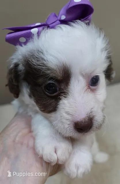 Maggie mae chocolate parti – Poodle - Toy  puppy for sale in Colcord, OK