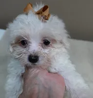 Zuko 1 lb 4 ozs, a male Maltipoo for sale in Colcord, OK – 5 of 10