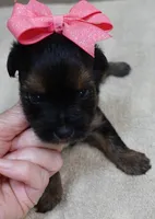 2nd chance, a female Yorkshire Terrier for sale in Colcord, OK – 2 of 5