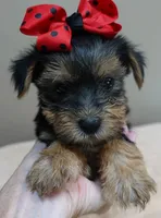 Ziggy 2 lbs 1 ounce, a male Yorkshire Terrier for sale in Colcord, OK – 5 of 10