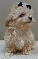 Harlan TEACUP 18 ounces, a male Maltipoo for sale in Colcord, OK – 5 of 10