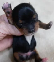 Peyton, a male Yorkshire Terrier for sale in Colcord, OK – 3 of 10
