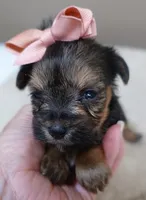 Teacup Bailey 12 ounces, a female Yorkshire Terrier for sale in Colcord, OK – 7 of 10