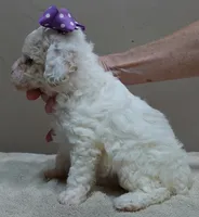Lemon chiffon Effie LAST ONE, a female Poodle - Toy  for sale in Colcord, OK – 4 of 10