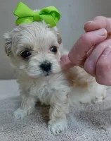 Dex, a male Maltipoo for sale in Colcord, OK – Photo 8 of 10
