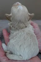 Dex, a male Maltipoo for sale in Colcord, OK – Photo 10 of 10