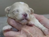 Dex, a male Maltipoo for sale in Colcord, OK – Photo 8 of 10