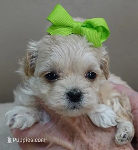 Dex – Maltipoo puppy for sale in Colcord, OK