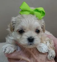 Dex, a male Maltipoo for sale in Colcord, OK – Photo 1 of 10