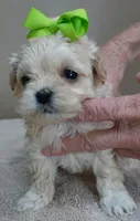 Dex, a male Maltipoo for sale in Colcord, OK – Photo 2 of 10