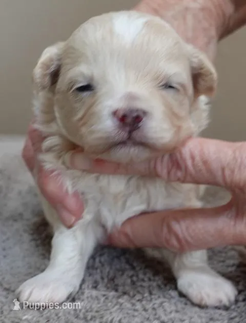 Dex – Maltipoo puppy for sale in Colcord, OK