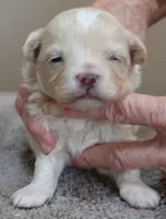 Dex, a male Maltipoo for sale in Colcord, OK – Photo 1 of 10