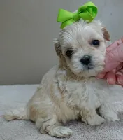 Dex, a male Maltipoo for sale in Colcord, OK – Photo 5 of 10
