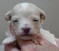 Dex, a male Maltipoo for sale in Colcord, OK – Photo 9 of 10
