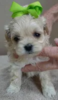Dex, a male Maltipoo for sale in Colcord, OK – Photo 10 of 10