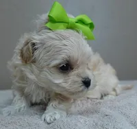 Dex, a male Maltipoo for sale in Colcord, OK – Photo 7 of 10