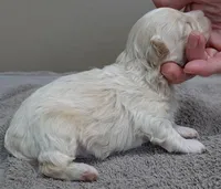 Dex, a male Maltipoo for sale in Colcord, OK – Photo 6 of 10