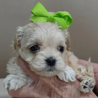 Dex, a male Maltipoo for sale in Colcord, OK – Photo 9 of 10