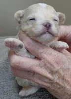 Dex, a male Maltipoo for sale in Colcord, OK – Photo 7 of 10