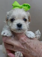 Dex, a male Maltipoo for sale in Colcord, OK – Photo 6 of 10