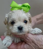 Dex, a male Maltipoo for sale in Colcord, OK – Photo 3 of 10