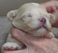 Dex, a male Maltipoo for sale in Colcord, OK – Photo 3 of 10