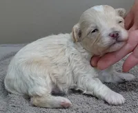 Dex, a male Maltipoo for sale in Colcord, OK – Photo 5 of 10