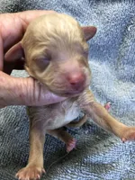 Loki, a male Poodle - Toy  for sale in Colcord, OK – 2 of 10