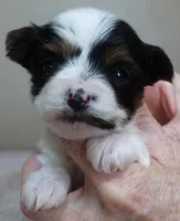 Claire aka the joker, a female Yorkshire Terrier for sale in Colcord, OK – Photo 4 of 8
