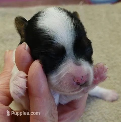 Claire, a female Yorkshire Terrier for sale in Colcord, OK – Photo 1 of 7